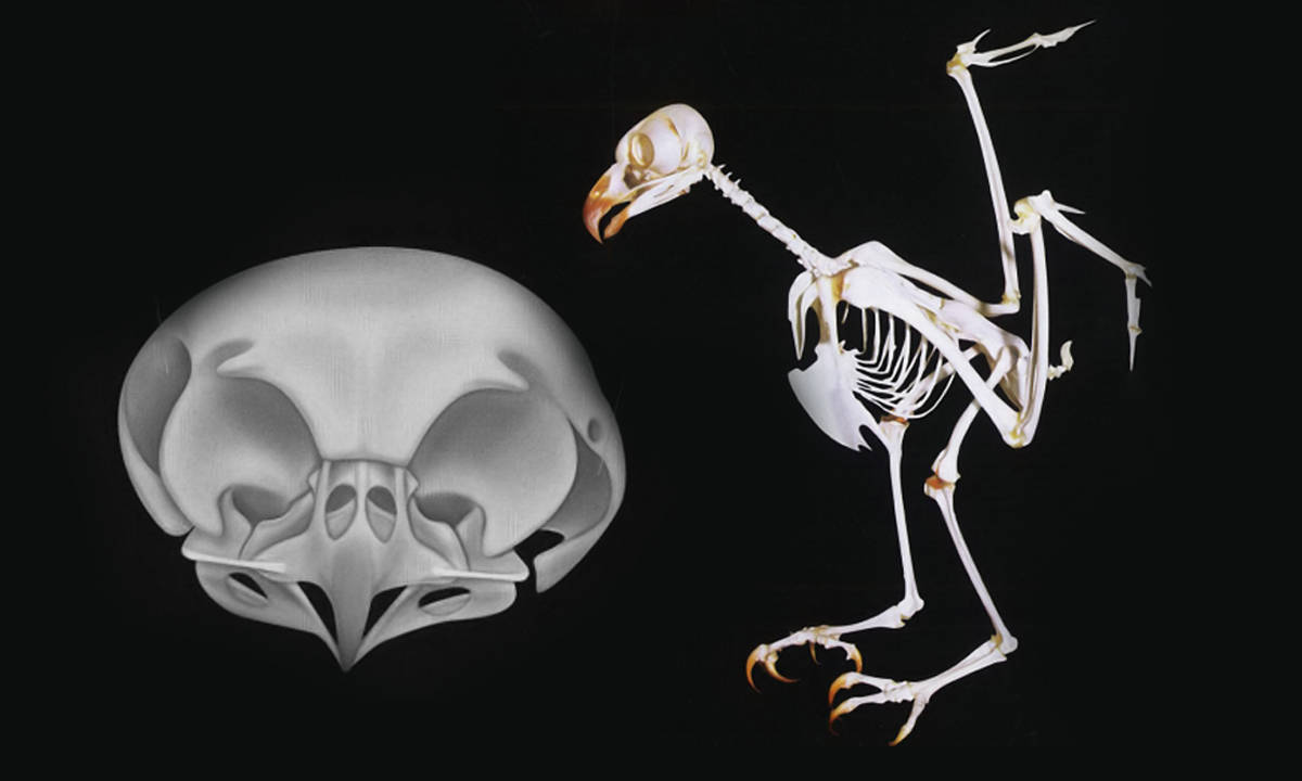 猫头鹰骨骼结构图图片