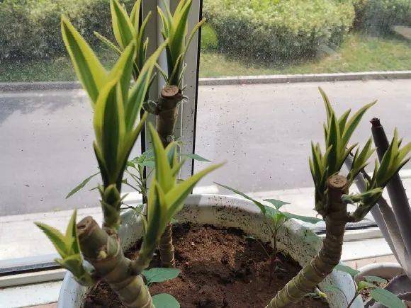 龟背竹怎么不开背了 64dd3892a8fe40c6b85fecff09295db2.jpeg