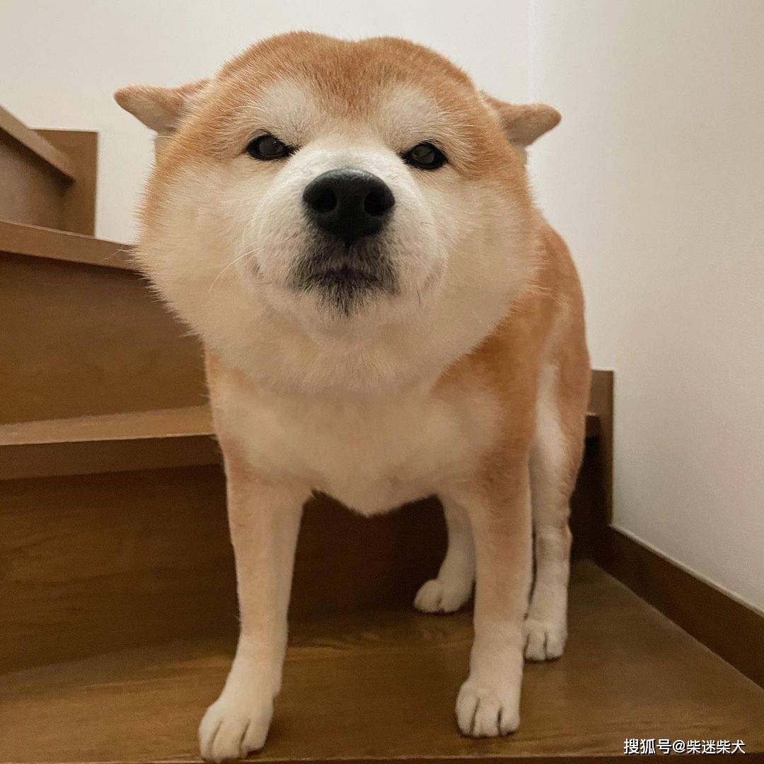 如何做一名称职的养柴准家长?_柴犬