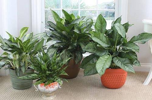 怎么养花才不会把花养死 b5a52d27a75042bfb13e9a598d65a59a.jpeg