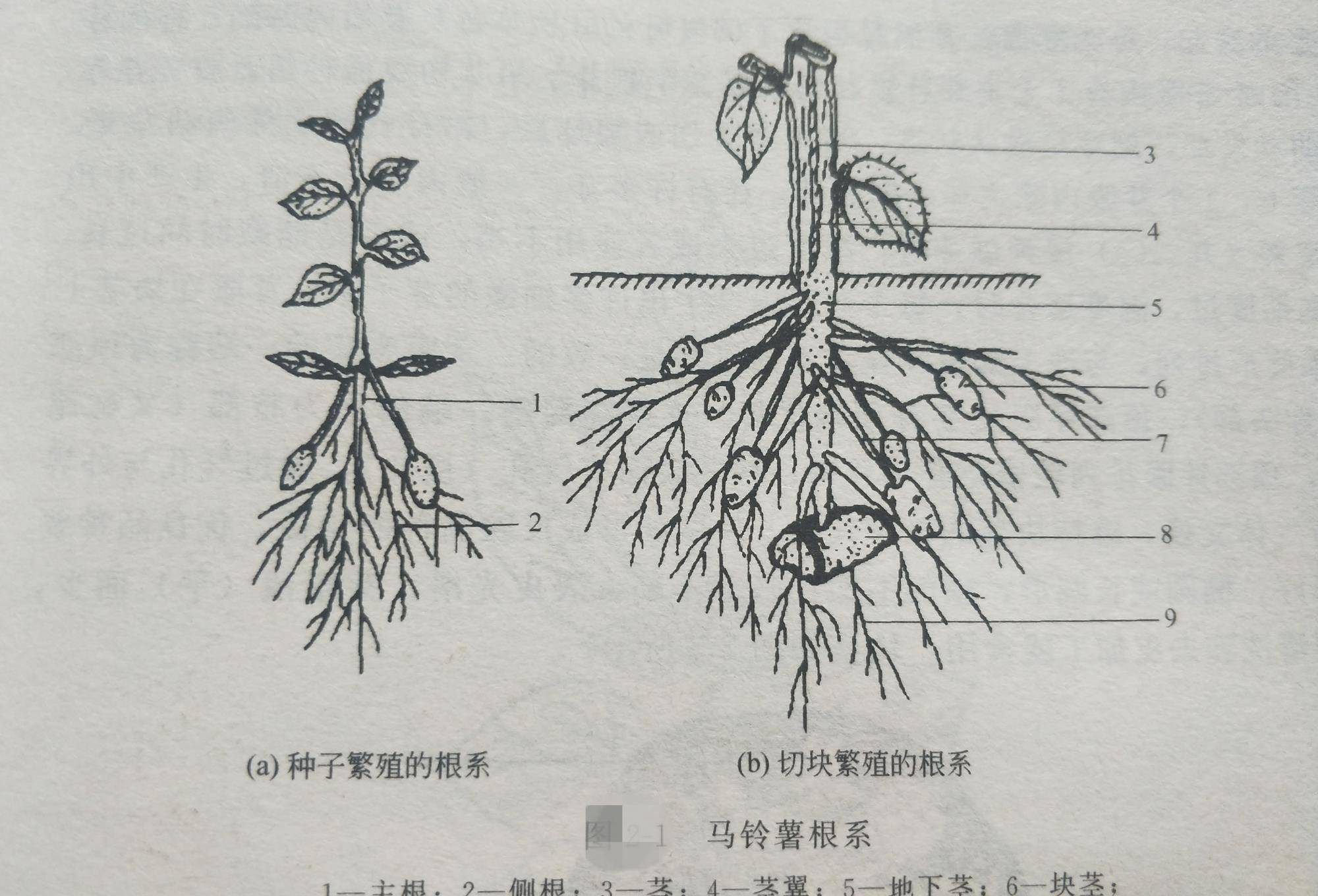 土豆的種須有什麼區別,與哪些因素有關,你想知道嗎?