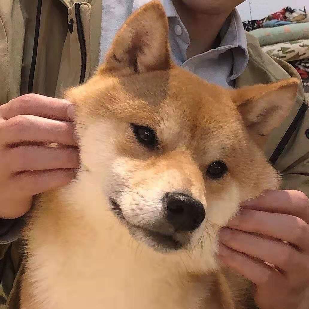 买柴犬如何不被坑？什么地方才是真的靠谱？_搜狐网