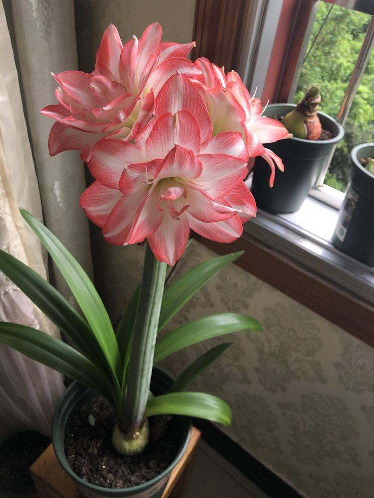 早春养花 试试花孔雀吧 花美若仙子 每年开花好几次 观赏植物