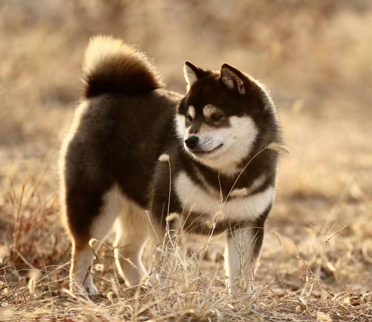 为啥黑柴价格要比赤柴高？怎样防被骗？_搜狐网