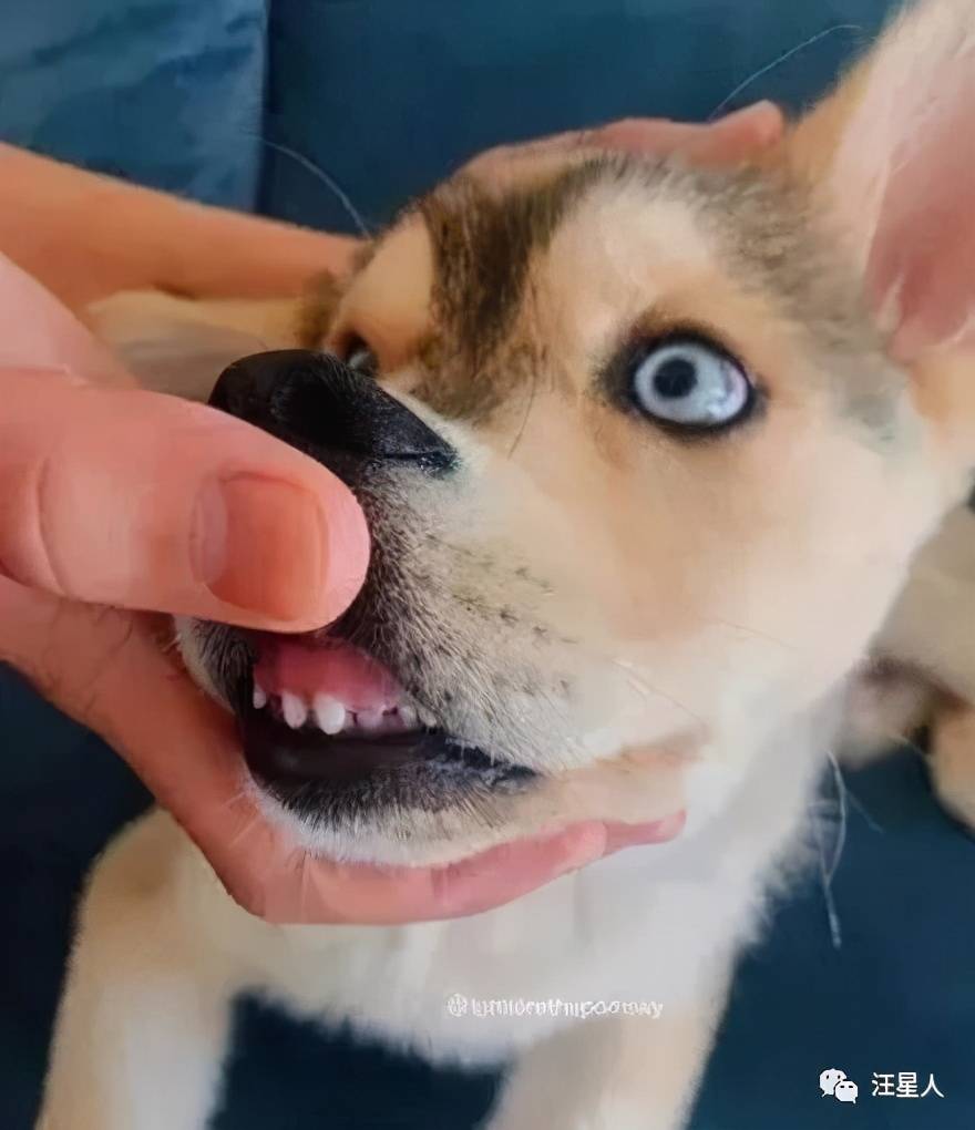 网友领养了只超级萌的小二哈,可没想到狗子养着养着就全变了