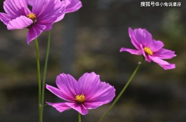 4月30日 5月8日 三大生肖运势大涨 财运事业运呈上升趋势 工作