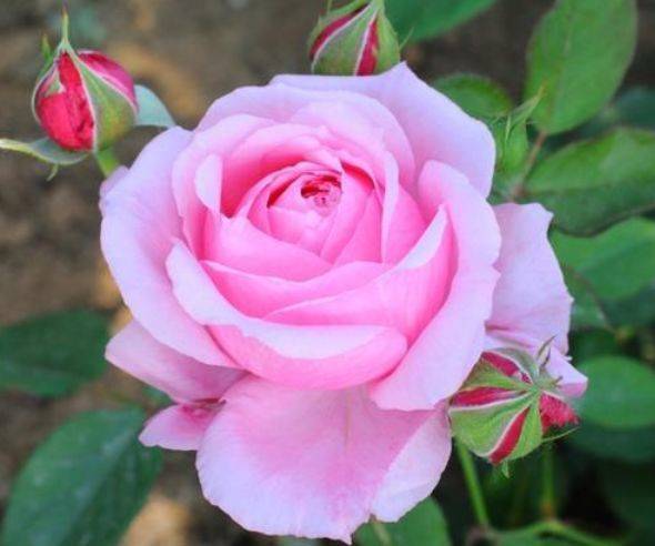 养花看些漂亮的,但名字没法养,颜值再高也不行