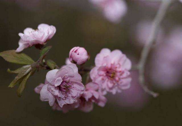 4月29日 5月11日星座财运 五星 白羊座 摩羯座 一星 巨蟹座 秘籍
