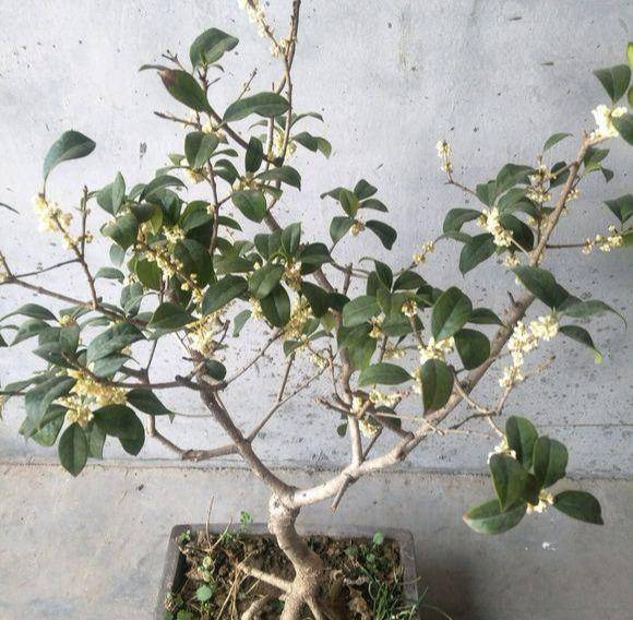 如何制作干桂花不变色 8d9fa06a07b5424c88d1d5286ed8ee34.jpeg