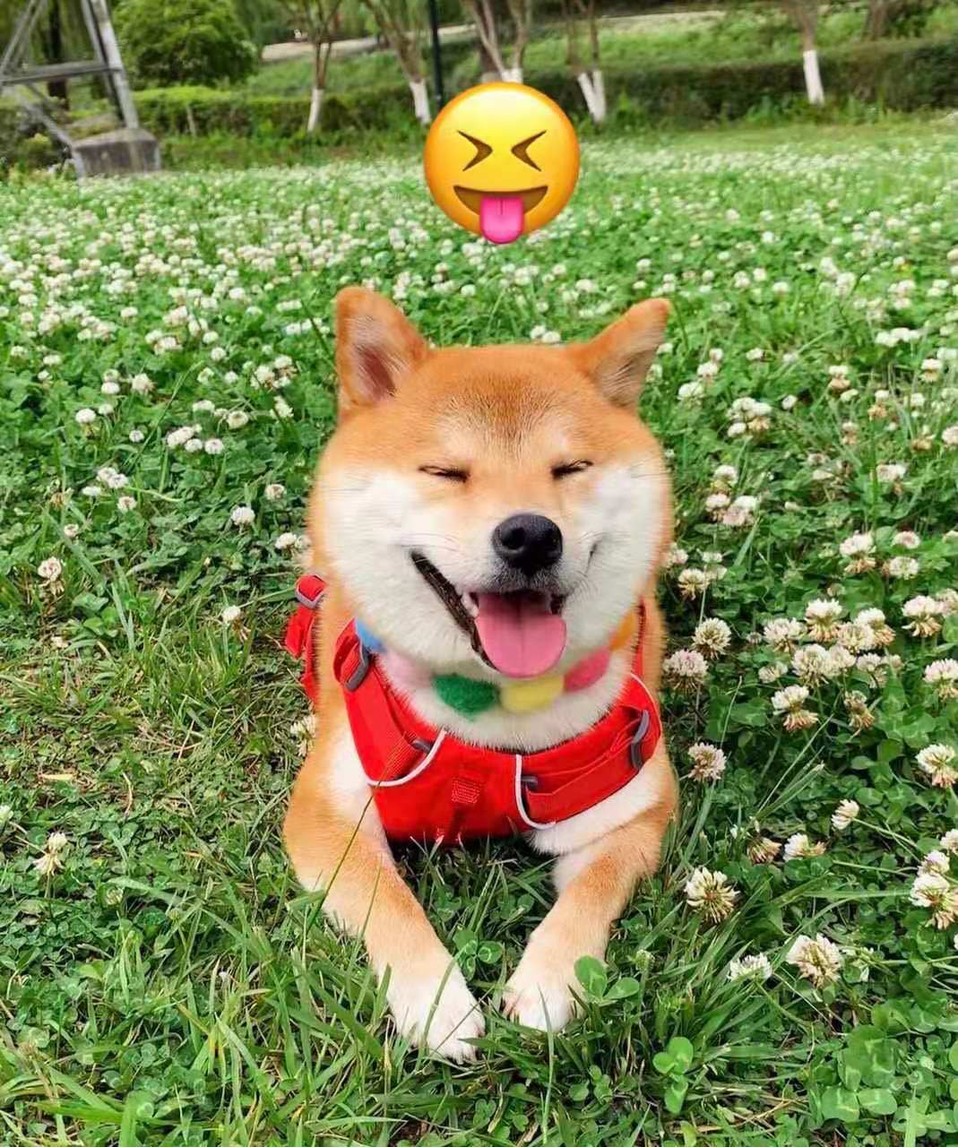 养柴犬为什么一定要纯血统的一只多少钱