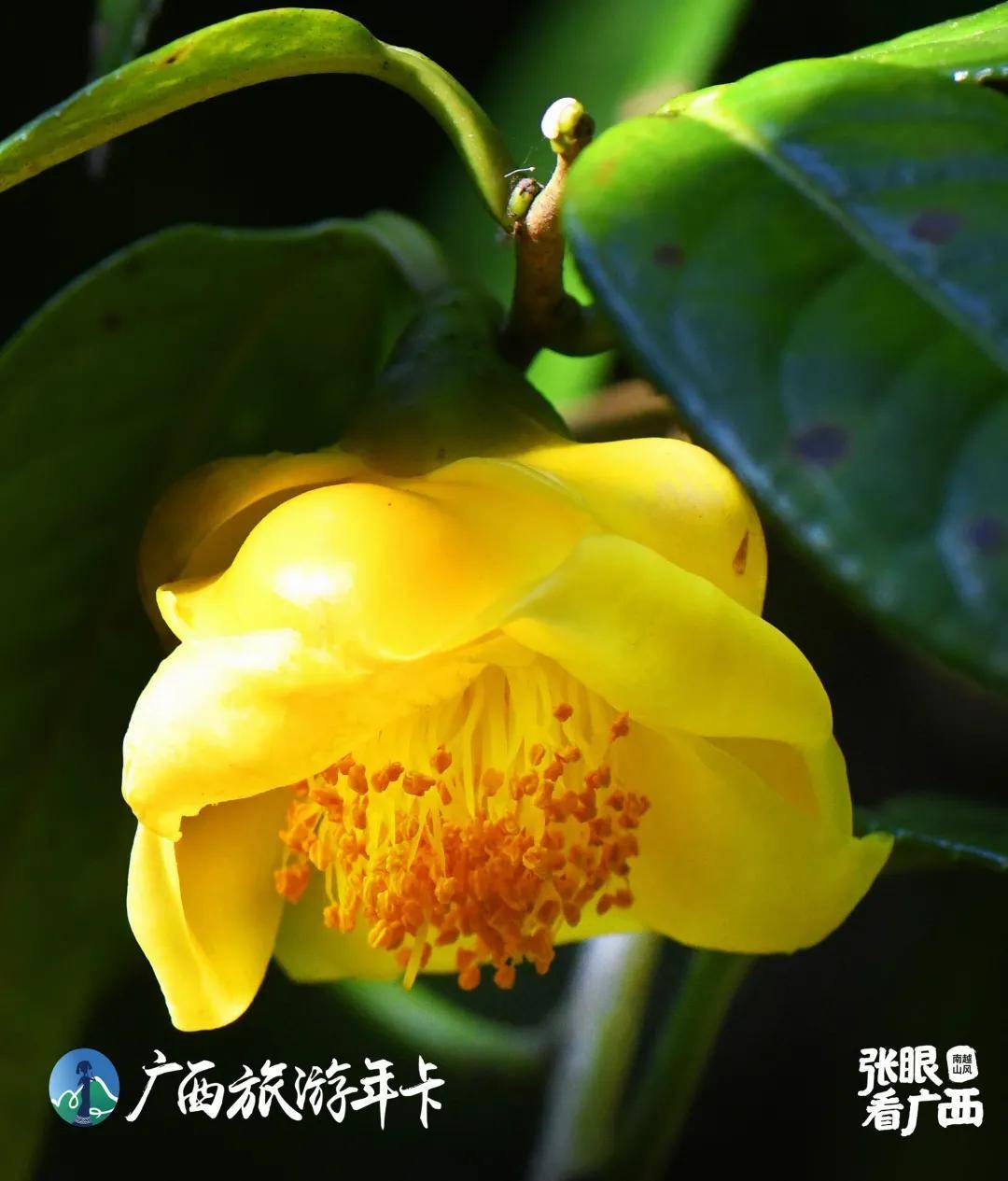 广西旅游年卡美爆了十万大山最美金花茶高清图集