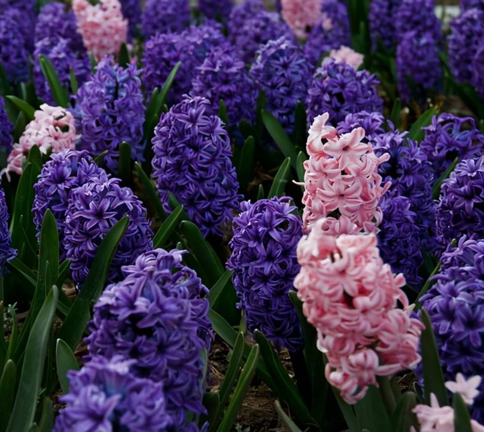 台湾|瘦西湖万花园