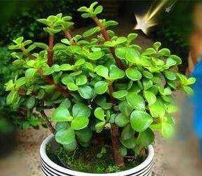 怎么养金枝玉叶开花 59f107908a0444c49c39f38c001f43a0.jpeg