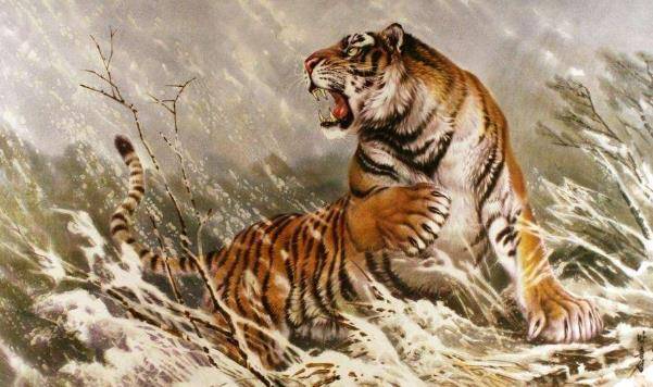 梦见十二只老虎追,预兆与解析的深层探索 梦见十二只老虎追,预兆与解析的深层探索