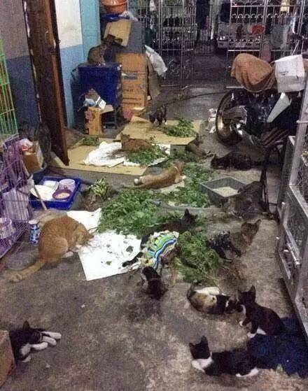 买了几棵猫薄荷 进屋拿花盆准备种下 回来一看赚大了 猫咪
