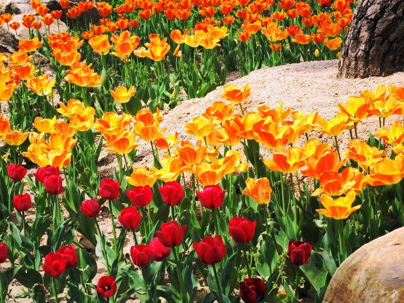 台湾|瘦西湖万花园