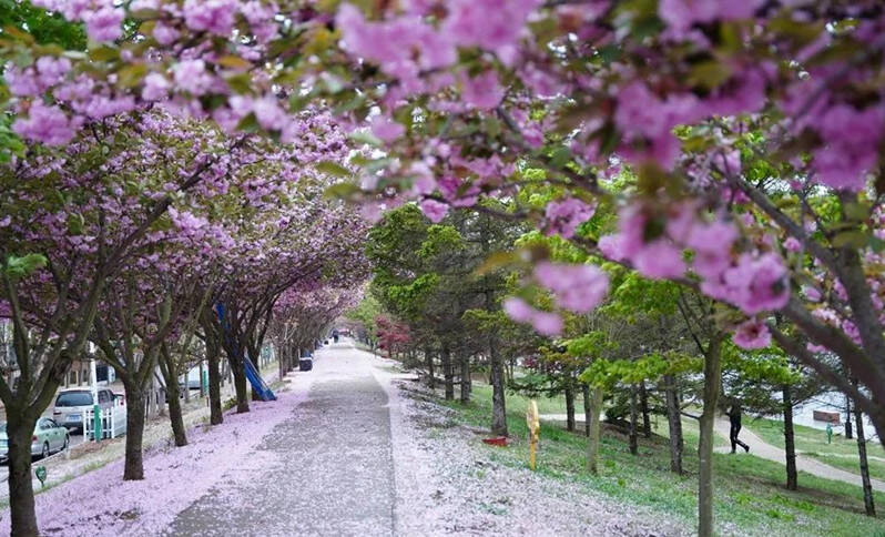 莱西最美樱花路成市民打卡地