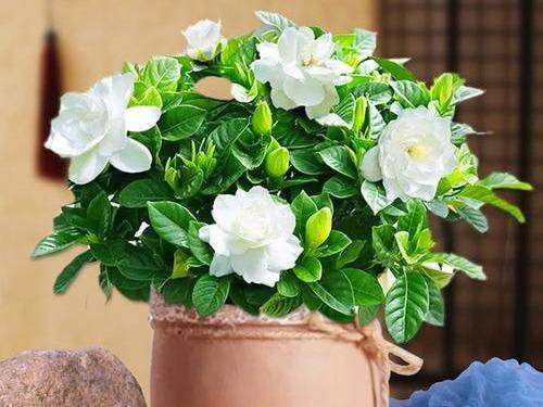 盆栽花卉怎么养才好看 0dcad27d004e45549e72f2e5934623a2.jpeg