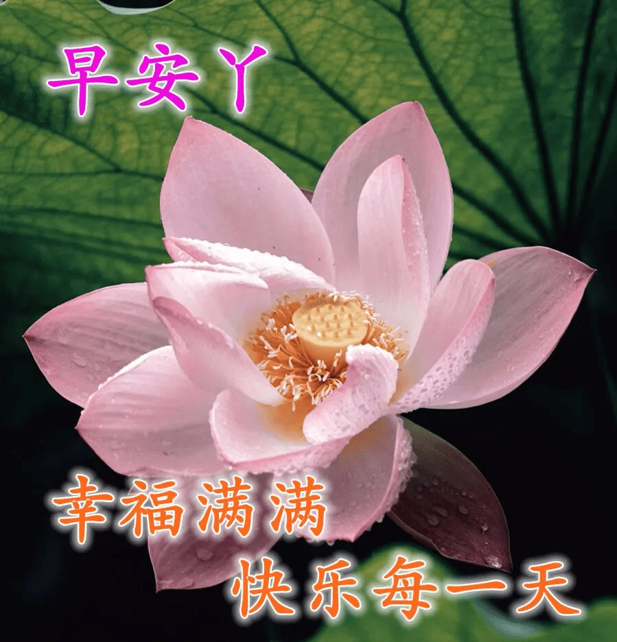 原创8张最美春日鲜花早上好图片带字带祝福语特别漂亮的早安免打字