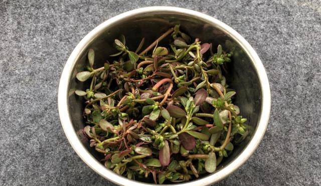 夏天不花钱的菜,随处可见,凉拌着吃清热解毒_野菜