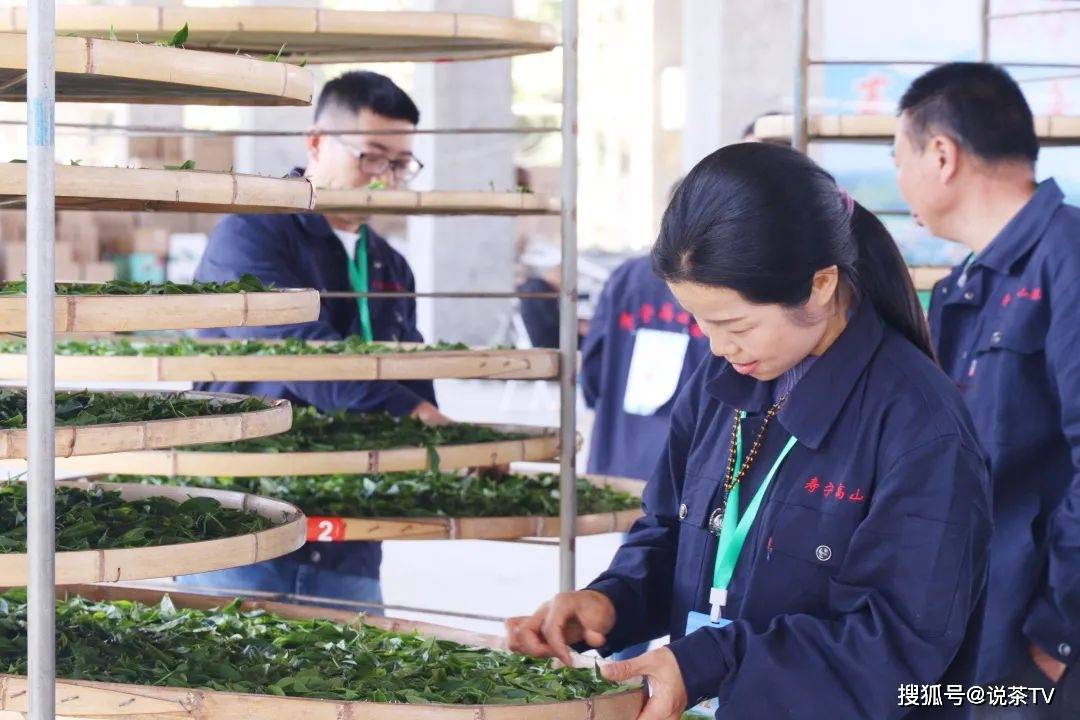 茶叶|培养工匠、赋能茶企,且看寿宁这场制茶能手赛!