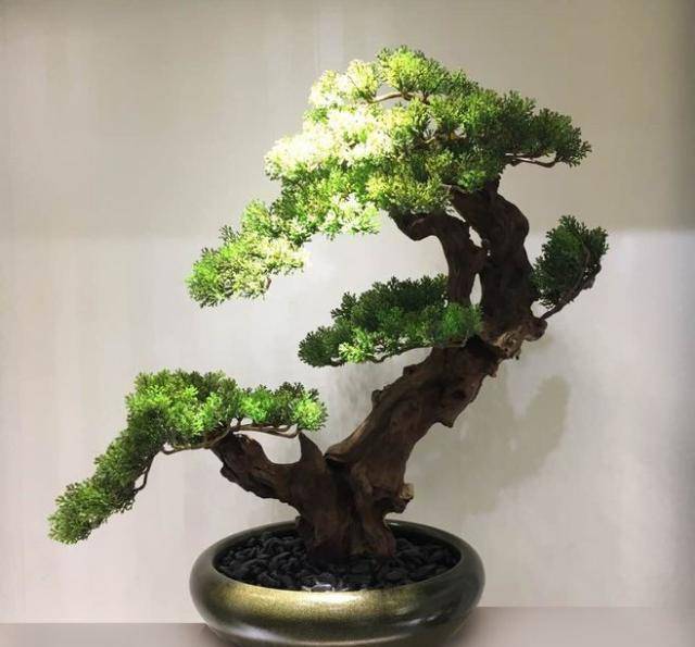 松树多少钱一棵树 0b925f0da6a541e0a22356de8f4a86da.jpeg