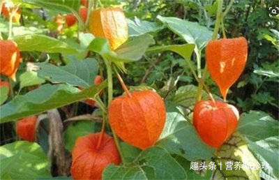 成熟的果实就是我们常吃的零食,它们不仅食用价值高,而且营养丰富,更