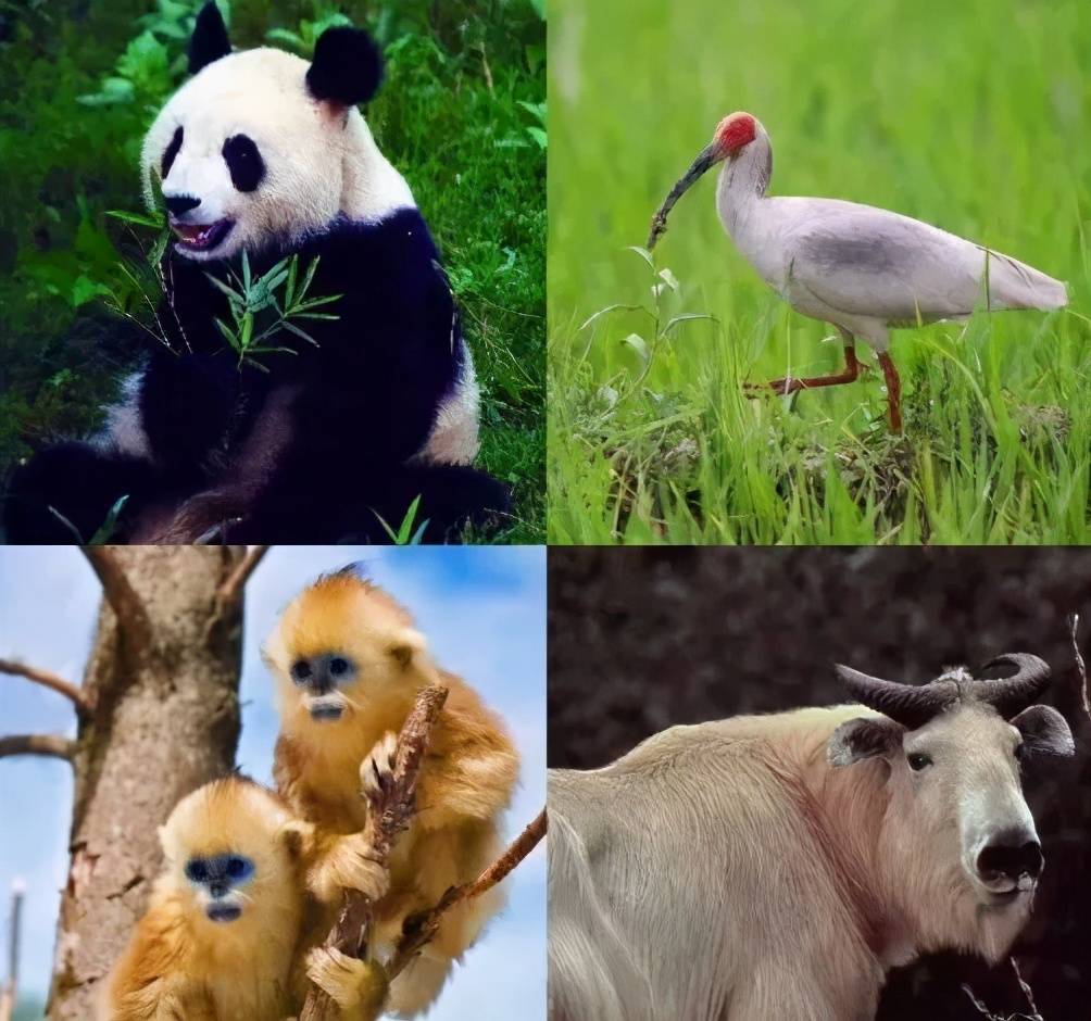 陕西四大国宝动物图片
