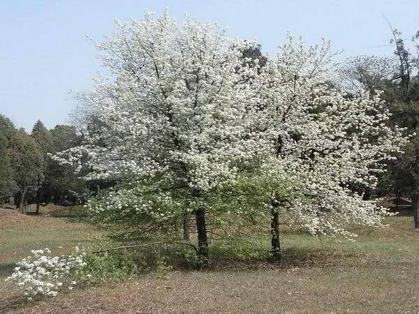 原创过去农村多见的杜梨树被老人称为浑身是宝如今却无人种植