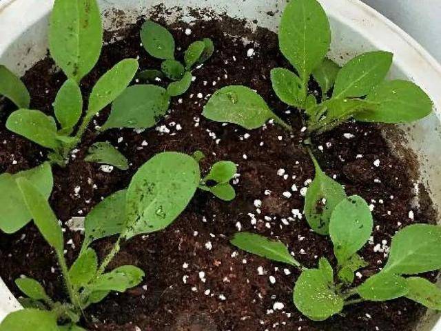 大岩桐特耐阴每天一两个小时光照一年开花上百天