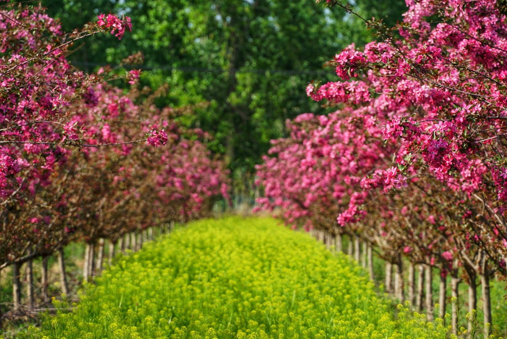 原创北京最大的海棠花海迎客2万株齐绽放免费游览赏心悦目