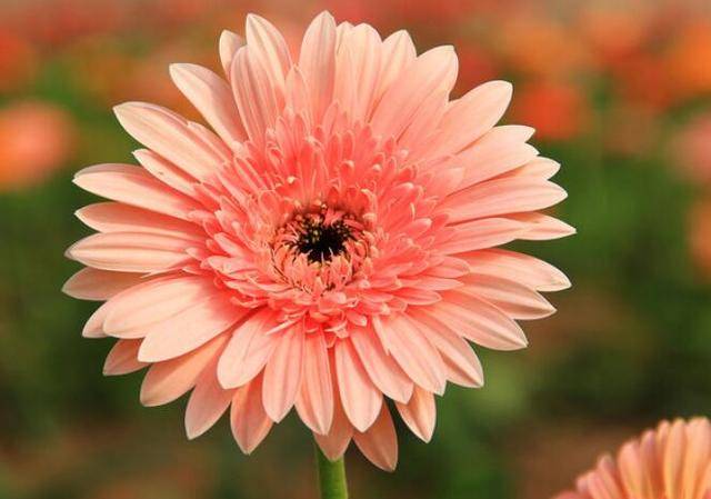 财经大学排行_2021软科财经类大学排名,两财一贸地位稳固,东北财大很抢(2)