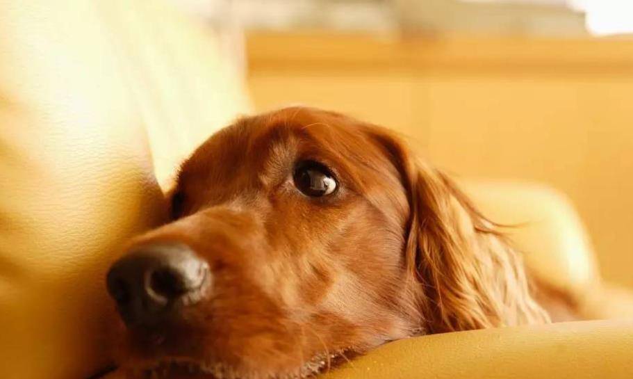 狗为啥会得狂犬病 49c386b1e6e540be86a43902e7538d68.jpeg