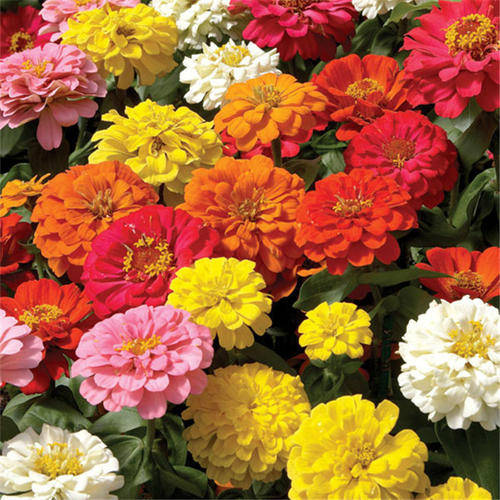 这些"开花小劳模",花朵不大花量大,耐晒耐热花满枝头