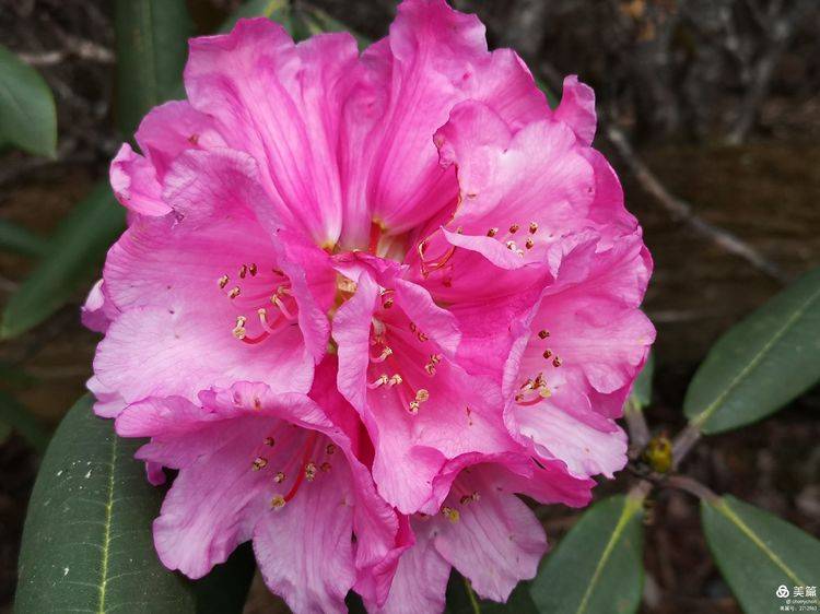 徒步丽江巴拉神山第二天:傈僳山寨—仙草崖—穿心洞—攀天阁—牦牛坪