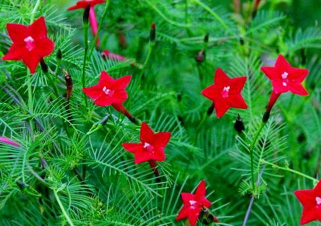 爬墙月季花怎么选 faad1d89ef05417a980521bb702ce827.jpeg