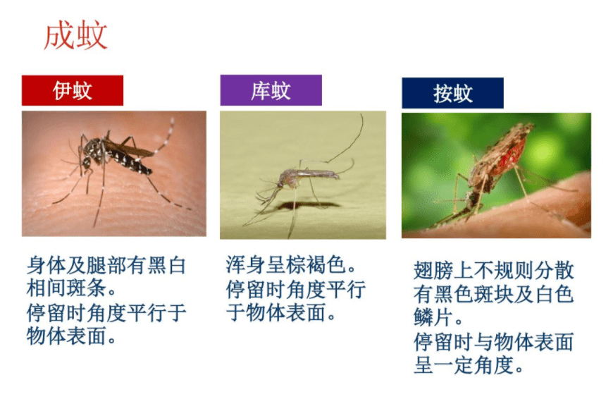 以蚊灭蚊真行?巴西曾造出更强的超级蚊子
