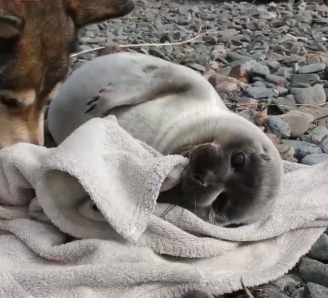 海豹宝宝闯进小村落 狗妈妈主动把它当孩子照顾 这组合太可爱了 村民