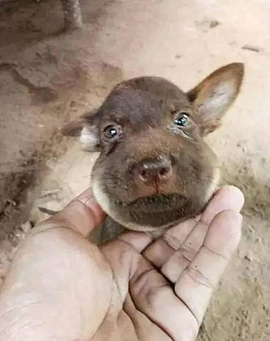 蜜蜂蛰了狗 39c8452cba124551b350a43cd5203470.jpeg