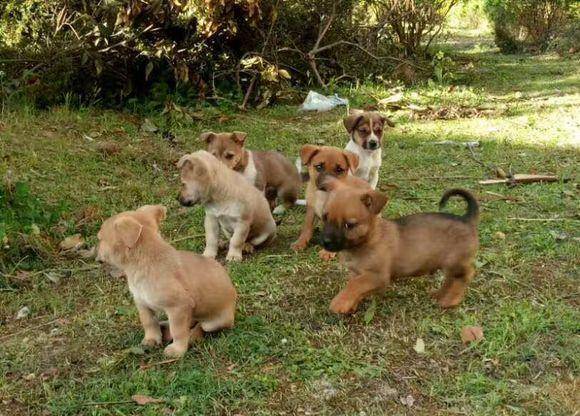 怎么看小狗能不能长大个 526463572a41411bbb56601dbb7edbf9.jpeg