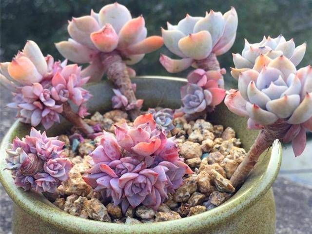 多肉怎么砍头好看 54cc8fc04fa9431f901b7219053ea0a9.jpeg