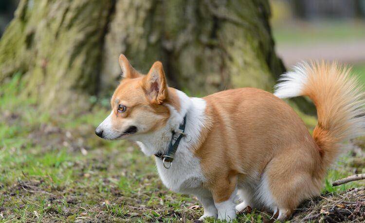 狗为啥会吃狗尾草 56feccc3d2e94caab8e10f5595768725.jpeg