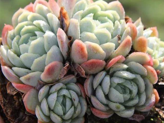 多肉如何快速形成老桩 791f8fe8fa4d434db3e09fbd0023b9cc.jpeg