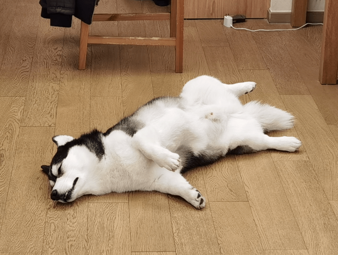 小短腿"哈士奇"突然火遍全网,主人却辟谣:它和二哈完全没有关系!