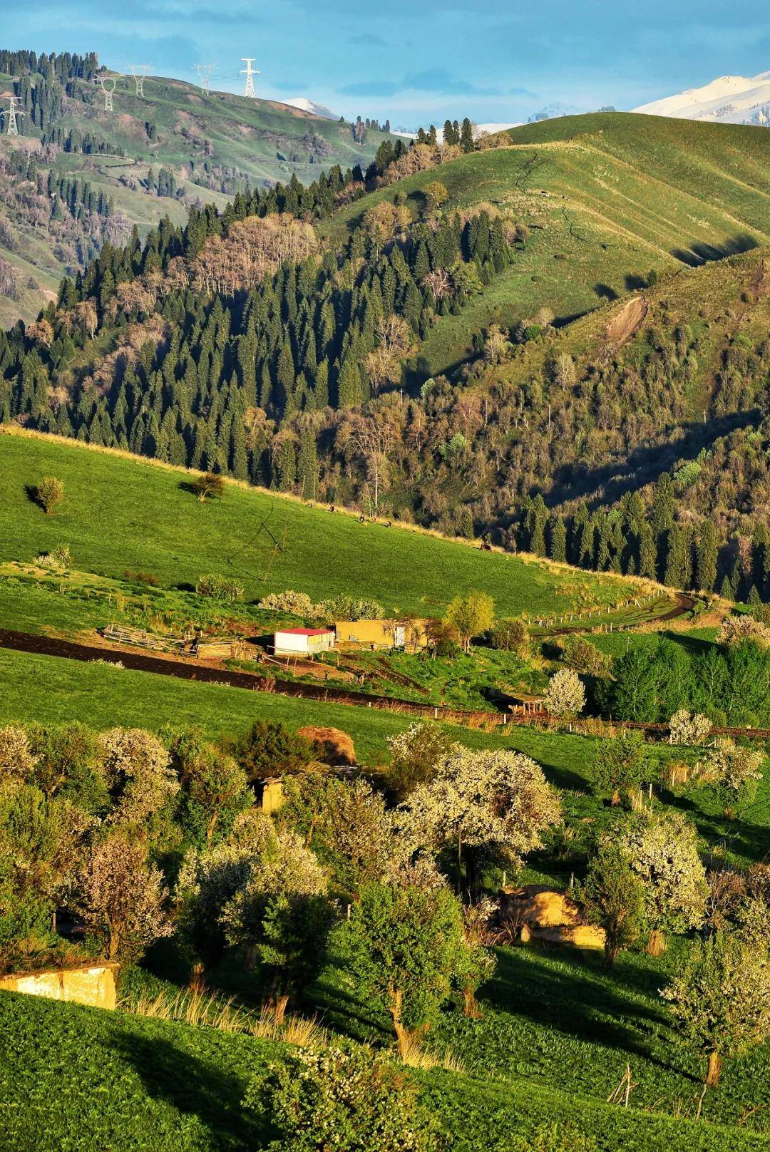 五月的伊犁草原如诗如画_景区