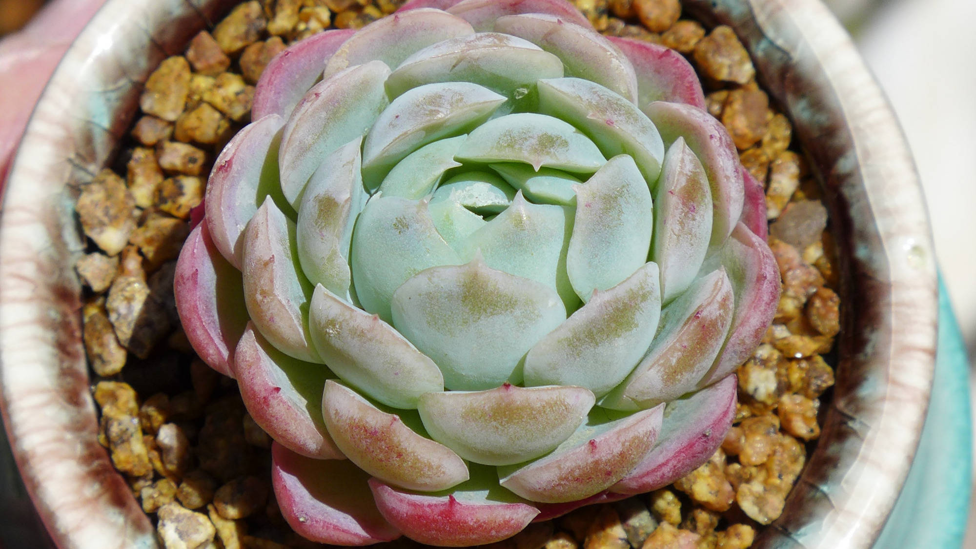 多肉种子多少钱一斤 89cfda0af3de42e4995fe8350d15c23a.jpeg