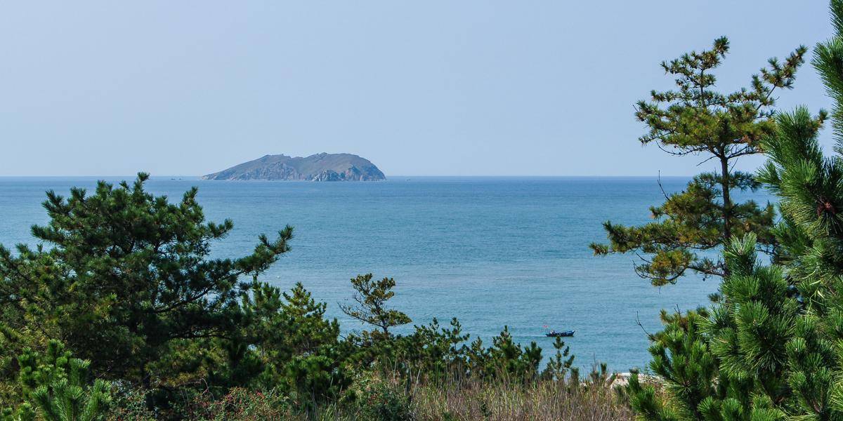 大連蛇島四面環海,食物匱乏,島內兩萬條劇毒蝮蛇靠吃什麼為生?_候鳥