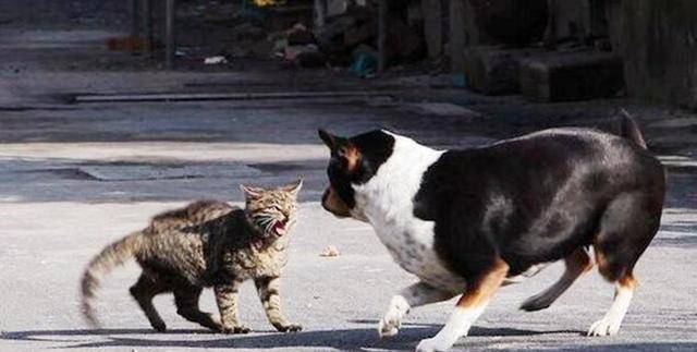 猫咪|猫狗天生是冤家？看我家猫狗如何相处的，简直笑死人！