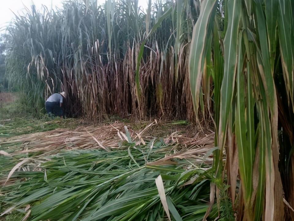 一种生长能力强亩产可达25吨能采收七八年的皇竹草怎么种植