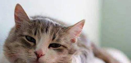 怎么自己在家给猫做绝育 6249f5d2981c43fcb1f8e359390a3064.jpeg